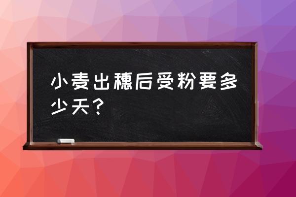 小麦草早上吃好还是晚上吃好 小麦出穗后受粉要多少天？