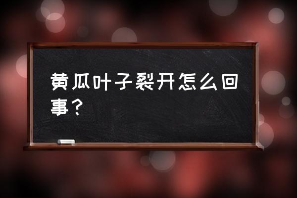 黄瓜如何做成叶子形状 黄瓜叶子裂开怎么回事？