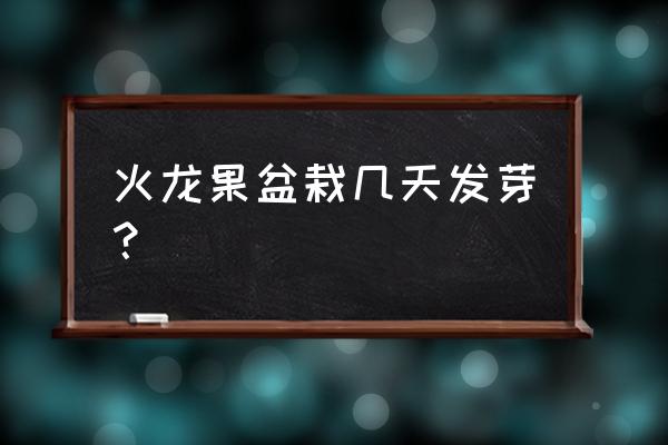 火龙果籽种植几年能结果 火龙果盆栽几天发芽？