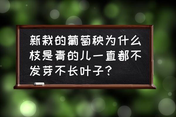 葡萄树枝怎么画 新栽的葡萄秧为什么枝是青的儿一直都不发芽不长叶子？