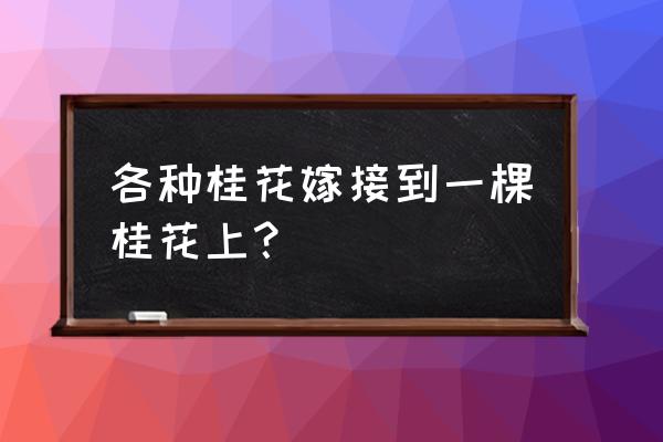 桂花树能嫁接哪种果树 各种桂花嫁接到一棵桂花上？