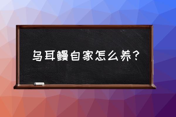 鳗鱼养殖吃什么饲料最好 乌耳鳗自家怎么养？