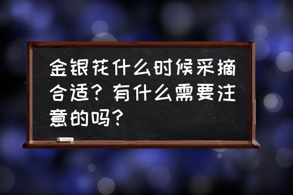 金银花摘下可以直接晾晒吗 金银花什么时候采摘合适?有什么需要注意的吗? 金银花摘下可以直接晾晒吗 金银花什么时候采摘合适?有什么需要注意的吗?