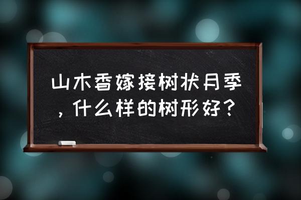 嫁接月季用什么树桩好 山木香嫁接树状月季，什么样的树形好？