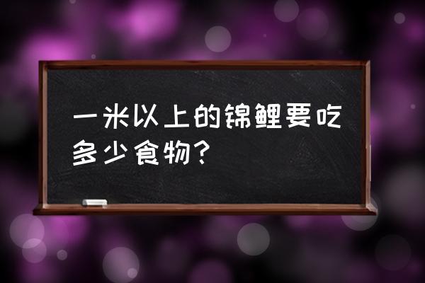 大只的锦鲤吃什么食物最好 一米以上的锦鲤要吃多少食物？