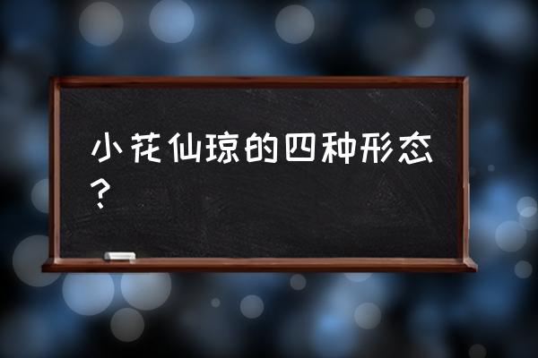 一步一步教我画花仙精灵王 小花仙琼的四种形态？