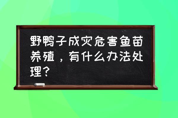 人工如何养刚出生的野鸭子 野鸭子成灾危害鱼苗养殖，有什么办法处理？