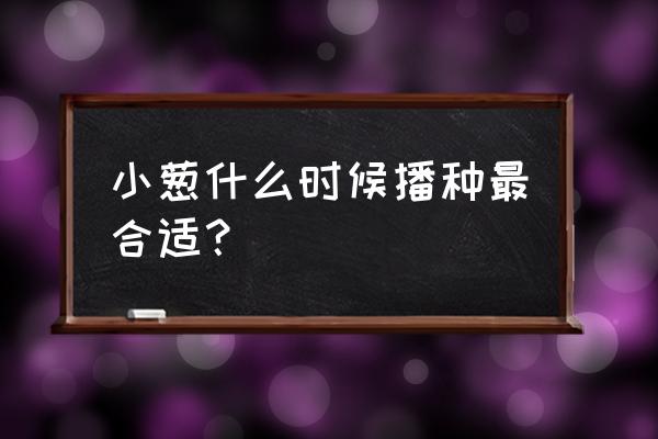 南方十二月份适合种什么菜 小葱什么时候播种最合适？