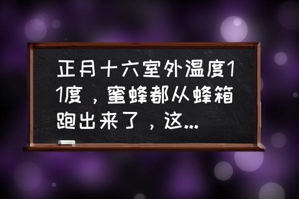 蜜蜂出行忘记还车了怎么办 正月十六室外温度11度，蜜蜂都从蜂箱跑出来了，这正常吗？