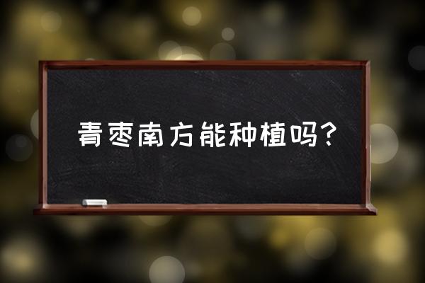 台湾蜜丝青枣 青枣南方能种植吗？