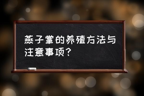 多肉燕子掌冬天怎么养 燕子掌的养殖方法与注意事项？