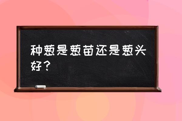 买回来的葱头能种吗 种葱是葱苗还是葱头好？