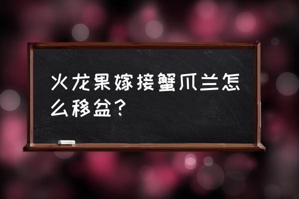 火龙果蟹爪兰嫁接正确方法 火龙果嫁接蟹爪兰怎么移盆？