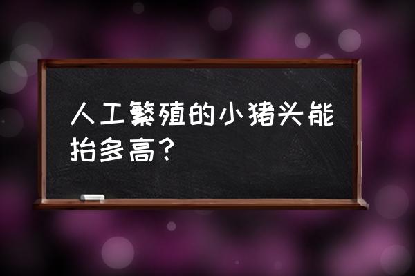 手工制作小猪头饰教程 人工繁殖的小猪头能抬多高？