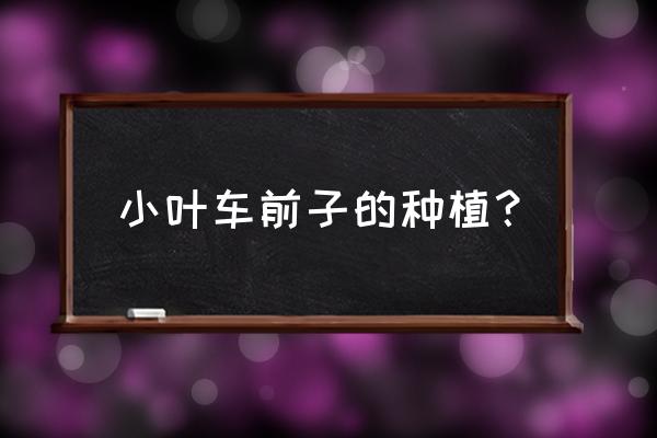 车前草种子可播种吗 小叶车前子的种植？