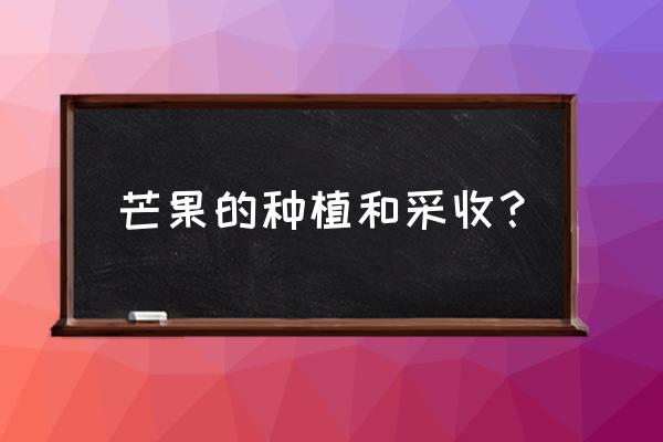 在家种植芒果简单点 芒果的种植和采收？