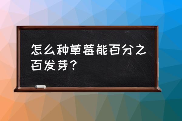 种草莓怎么种才最好 怎么种草莓能百分之百发芽？