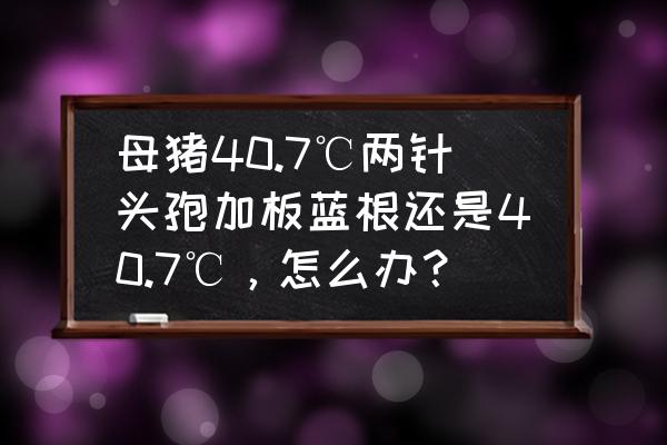 猪高热混感打什么药 母猪40.7℃两针头孢加板蓝根还是40.7℃，怎么办？