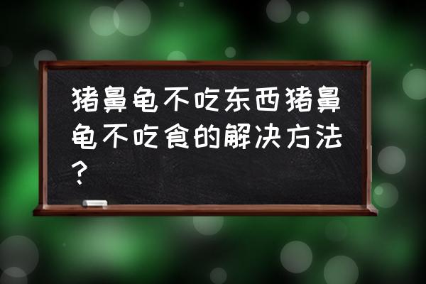 小猪仔感冒了不吃食用什么办法 猪鼻龟不吃东西猪鼻龟不吃食的解决方法？