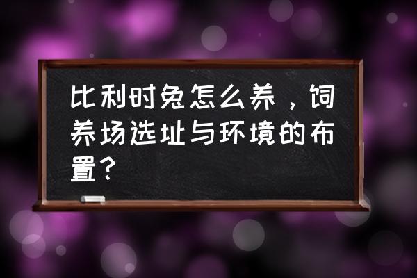 肉兔养殖场怎么建设好 比利时兔怎么养，饲养场选址与环境的布置？