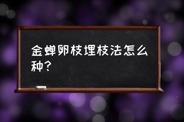 怎样种植知了猴苗 金蝉卵枝埋枝法怎么种？