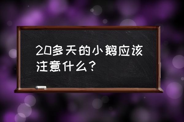 刚买的小鹅怎么养长得好 20多天的小鹅应该注意什么？