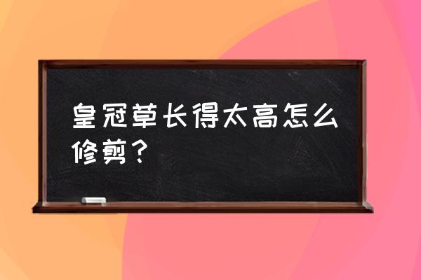 皇冠梨冬季修剪最佳时间最新 皇冠草长得太高怎么修剪？