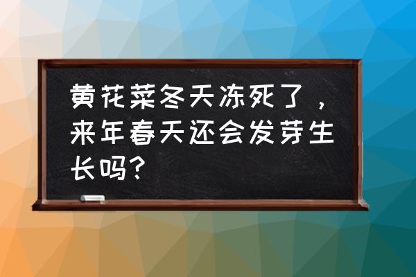 现在的黄花菜苗怎样盆栽过冬 黄花菜冬天冻死了，来年春天还会发芽生长吗？