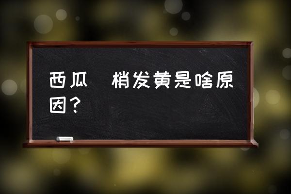 西瓜得了霜霉病怎么办 西瓜嫰梢发黄是啥原因？