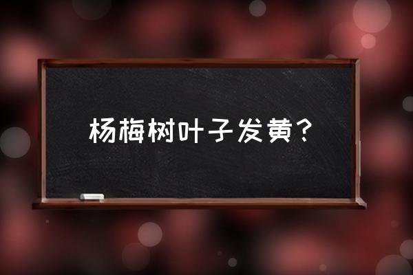 杨梅树烂根黄叶怎么办 杨梅树叶子发黄？