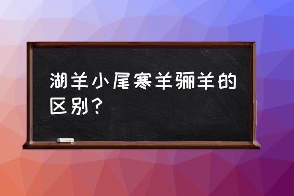 湖羊与小尾寒羊最明显的外表区别 湖羊小尾寒羊骊羊的区别？