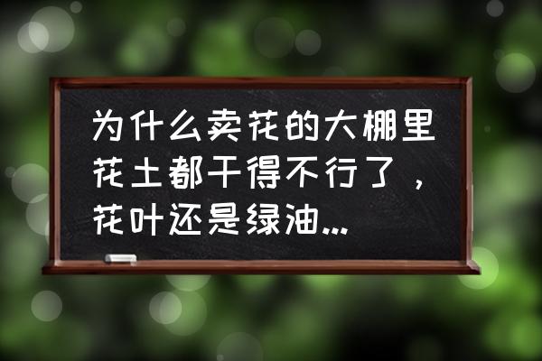 门店出现虫害正确处理方式有哪些 为什么卖花的大棚里花土都干得不行了，花叶还是绿油油的呢？