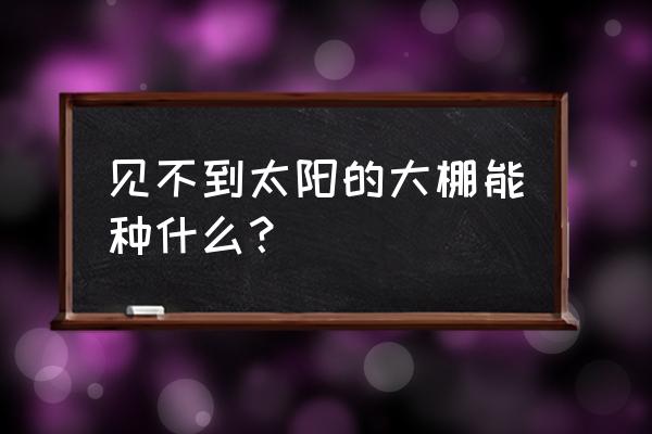 阴暗墙根下适合种什么菜 见不到太阳的大棚能种什么？