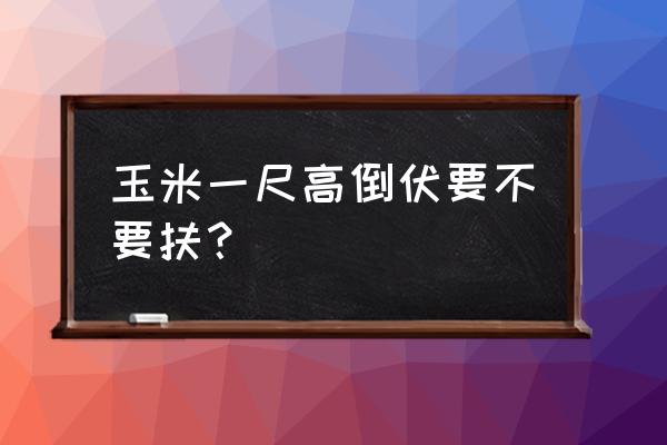 玉米倒伏怎么收割玉米 玉米一尺高倒伏要不要扶？