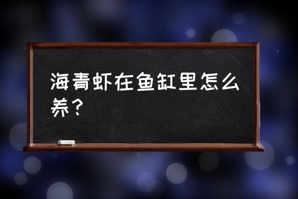 最简单的养水晶虾方法 海青虾在鱼缸里怎么养？