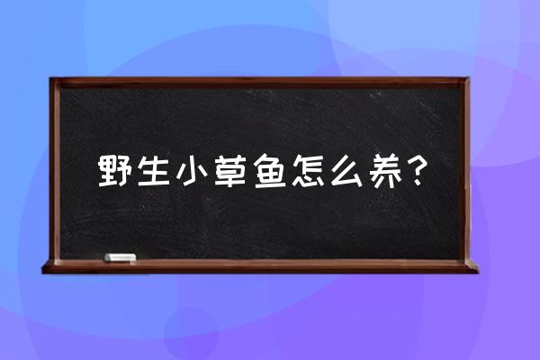 野生草鱼爱吃什么东西 野生小草鱼怎么养？