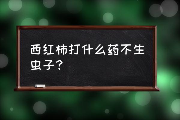 西红柿虫害防治简易方法 西红柿打什么药不生虫子？