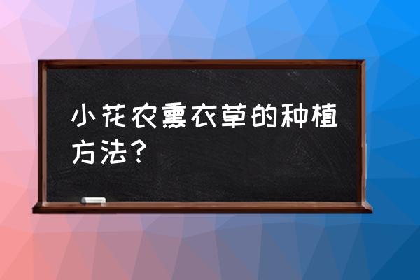 薰衣草种植管理方法 小花农熏衣草的种植方法？