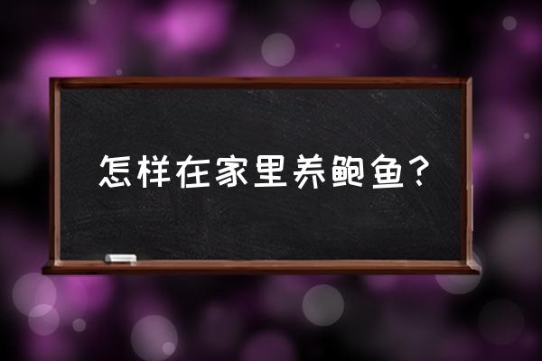 海鲜店鲍鱼怎么养 怎样在家里养鲍鱼？