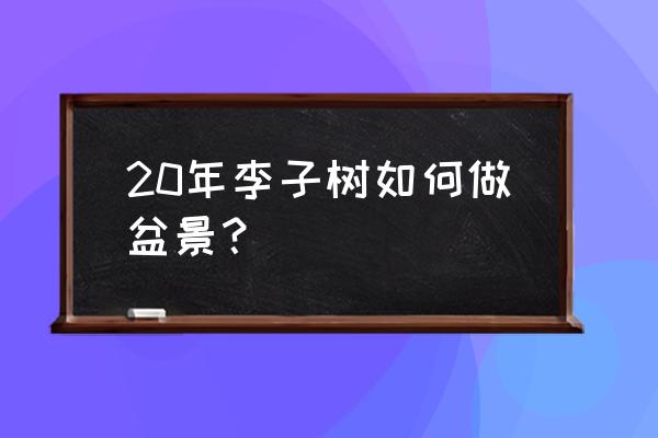 室内能种李子树吗 20年李子树如何做盆景？