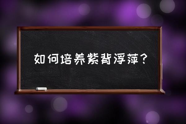 水浮莲怎样养殖 如何培养紫背浮萍？