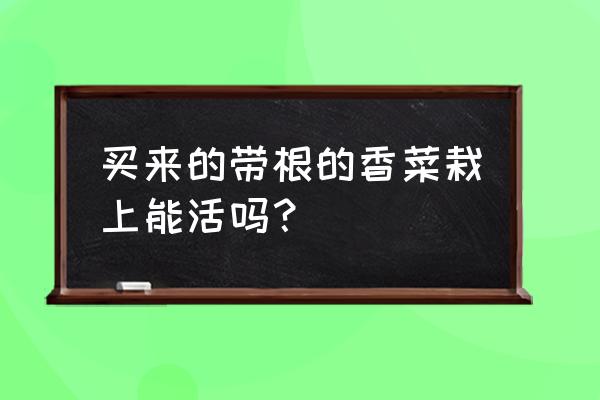 买回带有根的香菜怎样在阳台种植 买来的带根的香菜栽上能活吗？