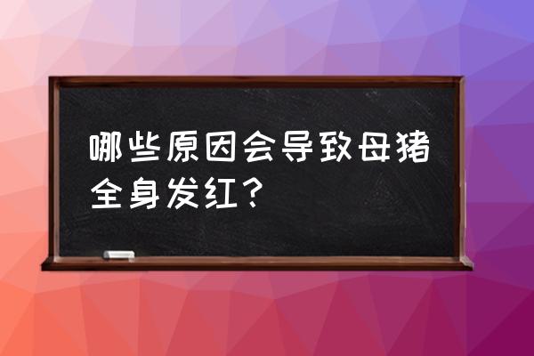 猪全身发红是什么病打什么药 哪些原因会导致母猪全身发红？