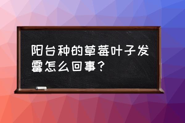 草莓灰霉病防治小妙招 阳台种的草莓叶子发霉怎么回事？