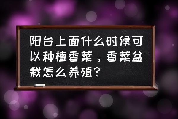 阳台种香菜最佳方法 阳台上面什么时候可以种植香菜，香菜盆栽怎么养殖？