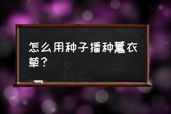 薰衣草种子播种方法 怎么用种子播种薰衣草？