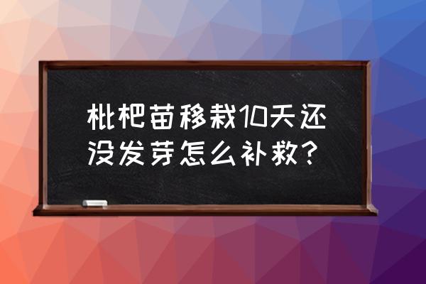 琵琶保养的正确方法 枇杷苗移栽10天还没发芽怎么补救？