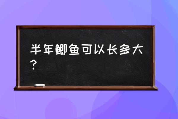 家养鲫鱼怎么养能快速长大 半年鲫鱼可以长多大？