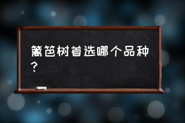 最耐阴耐寒的苗木 篱笆树首选哪个品种？