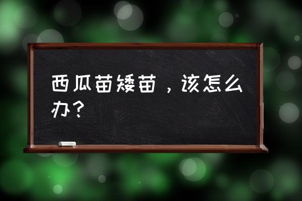 西瓜烂根死苗是什么原因 西瓜苗矮苗，该怎么办？